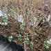 Egreš stromkový zelený (Grossularia uva-crispa) ´Invicta´ - stredne skorý, 60-80 cm; kont. 2L - kvetináčový
